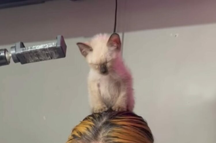 ウトウト居眠りする子猫。この子が心地よさそうに座っている場所にビックリ！！【海外・動画】