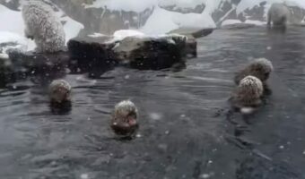 地獄谷野猿公苑で雪が降る中、温泉につかる野生のサルたち。ほっこりする光景に「美しい」「カワイイ」の声