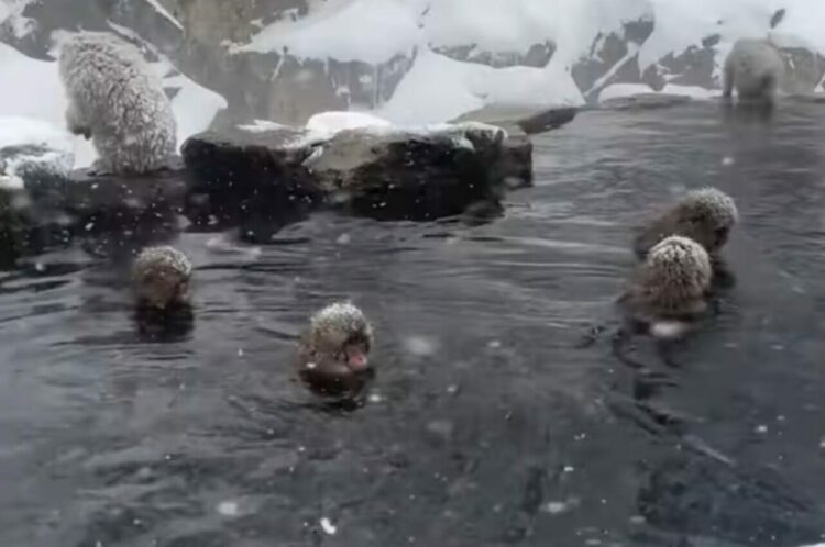 地獄谷野猿公苑で雪が降る中、温泉につかる野生のサルたち。ほっこりする光景に「美しい」「カワイイ」の声
