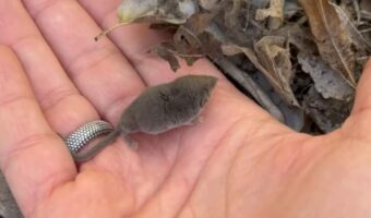 指先サイズしかない世界最小の哺乳類『トガリネズミ』がホントにちっちゃくてかわいい！！【海外・動画】