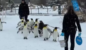 よちよち歩きで行進するキングペンギンたち。かわいい行列の中にはモフモフ赤ちゃんの姿も！！【海外・動画】