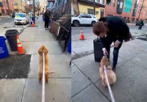 みんなを笑顔にする人懐っこい子犬。お散歩中にぴょんぴょん跳ねてすれ違う人たちに元気なご挨拶！！【アメリカ・動画】