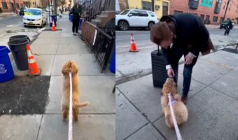 みんなを笑顔にする人懐っこい子犬。お散歩中にぴょんぴょん跳ねてすれ違う人たちに元気なご挨拶!!【アメリカ・動画】