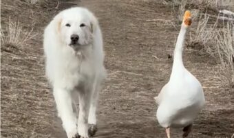 農場をパトロールする犬。相棒のガチョウも一緒で頼もしい!!【アメリカ・動画】