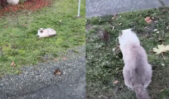 気になって仕方ニャい?猫が通りすがりのネズミの尾行を始めました【海外・動画】