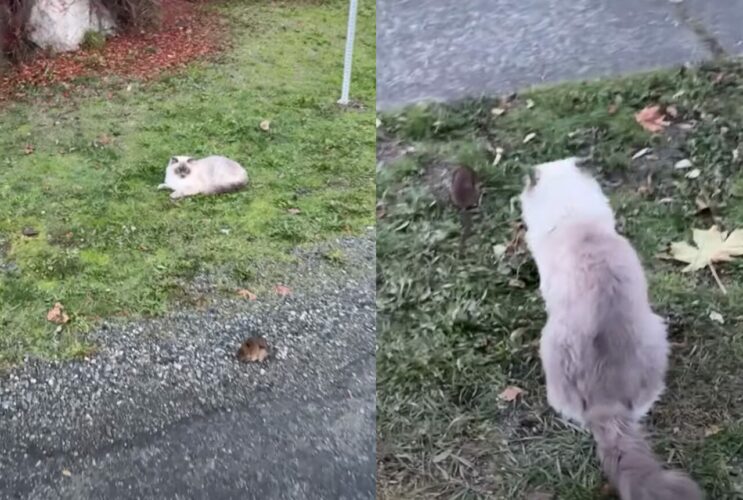 気になって仕方ニャい？猫が通りすがりのネズミの尾行を始めました【海外・動画】