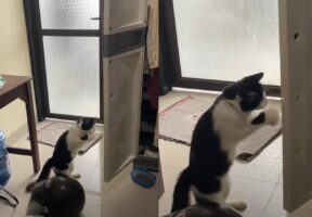 両手で連続猫パンチ！扉を閉めたいみたいですが・・、うまくいくかな？？【海外・動画】