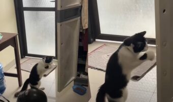 両手で連続猫パンチ!扉を閉めたいみたいですが・・、うまくいくかな??【海外・動画】