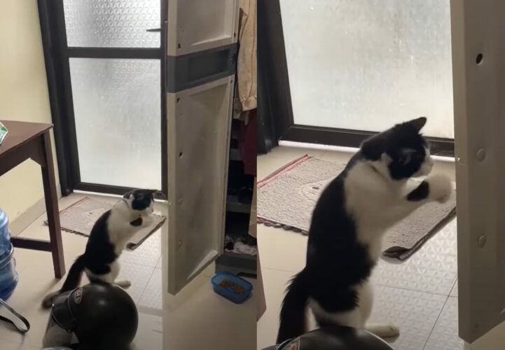 両手で連続猫パンチ！扉を閉めたいみたいですが・・、うまくいくかな？？【海外・動画】