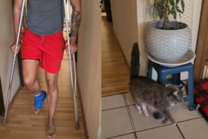 飼い主さんのまねっこをする猫がかわいすぎる。松葉杖で移動する男性の後ろをピョコピョコ・・おててを上げて歩いてる！！