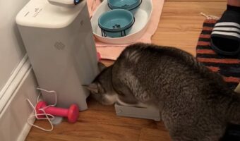 ごはんが早く食べたいニャ！腹ペコ猫が自動給餌器を急かすあまり・・【アメリカ・動画】