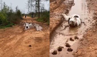 泥遊びを満喫する犬たち。道路にできた水たまりに向かって一直線!!【海外・動画】