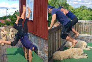 トレーニングのパートナーは愛犬！夫婦のワークアウトをゴールデンドゥードルたちがお手伝い！！【海外・動画】