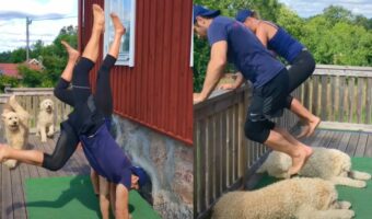 トレーニングのパートナーは愛犬!夫婦のワークアウトをゴールデンドゥードルたちがお手伝い!!【海外・動画】