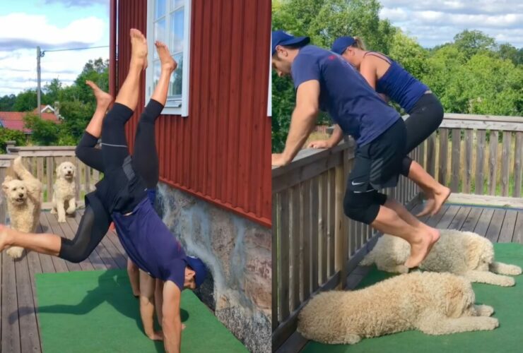 トレーニングのパートナーは愛犬！夫婦のワークアウトをゴールデンドゥードルたちがお手伝い！！【海外・動画】