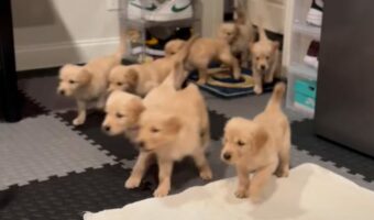 感動の再会!部屋に入ってきたゴールデンレトリバーの子犬たちがまっすぐ向かっていた先には・・!!