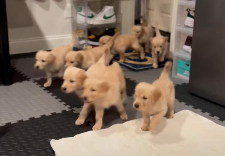 感動の再会！部屋に入ってきたゴールデンレトリバーの子犬たちがまっすぐ向かっていた先には・・！！