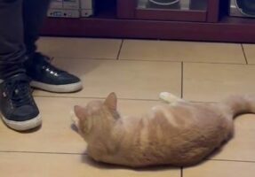猫のお気に入りのオモチャ？飼い主さんの足元にすり寄ったかと思えば・・！！【海外・動画】