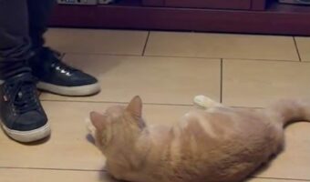 猫のお気に入りのオモチャ?飼い主さんの足元にすり寄ったかと思えば・・!!【海外・動画】