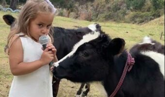 幼い女の子の完璧なインタビュー。仔ウシに「モ~」と言ってもらうためにした質問とは!?