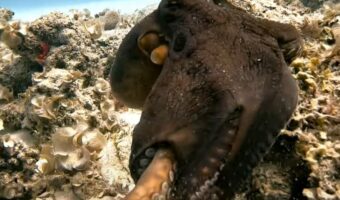 デートのお誘い?タコがダイバーの指先をつかむと・・サンゴ礁の周りを遊泳開始!!【海外・動画】