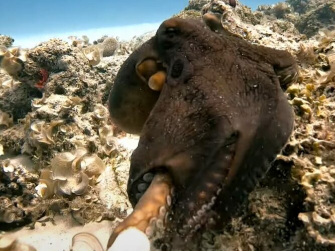 デートのお誘い？タコがダイバーの指先をつかむと・・サンゴ礁の周りを遊泳開始！！【海外・動画】