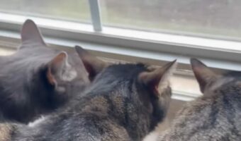 窓辺で身を低くする猫たち。わずかに見える外をじっと見つめてる!!【アメリカ・動画】