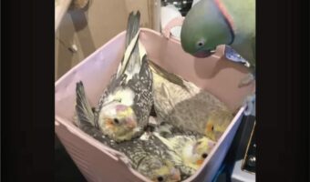 歓迎のご挨拶?お家にやって来たヒナ鳥たちにチュッとキスするインコの姿にほっこり【海外・動画】