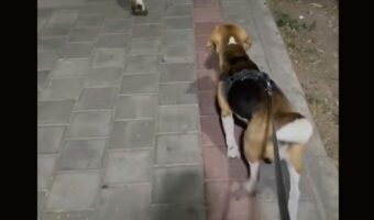 お散歩中にばったり出会った『とある動物』に興味津々なビーグル犬。そのお相手とは・・??【海外・動画】