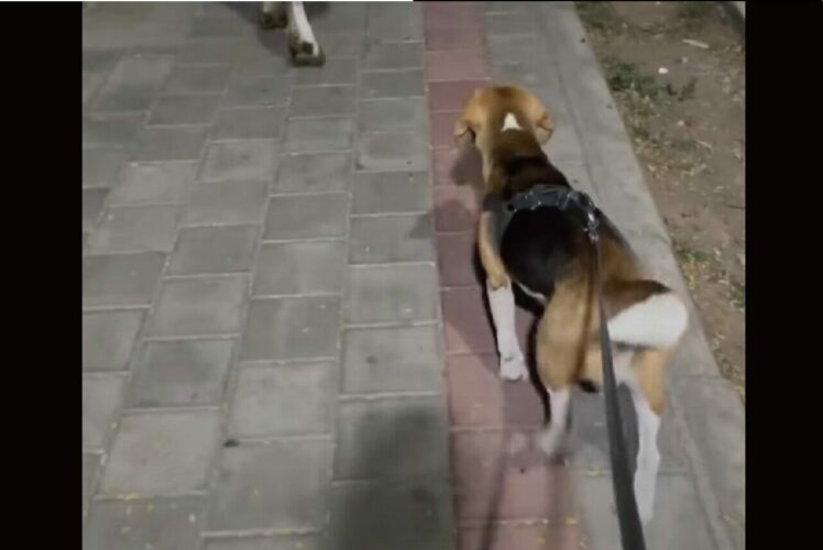 お散歩中にばったり出会った『とある動物』に興味津々なビーグル犬。そのお相手とは・・？？【海外・動画】