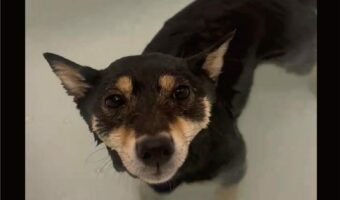 お風呂に困惑？豆柴のリアクションに「とうとい・・っ」「困っている顔をしているのもかわいい」