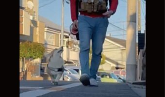 【噂の検証】おさんぽ中に振り返ってくるコーギー「振り返るのは飼い主も楽しんでるかの確認」と聞いていたけど・・、話が違う??