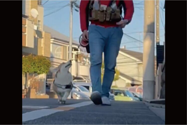 【噂の検証】おさんぽ中に振り返ってくるコーギー「振り返るのは飼い主も楽しんでるかの確認」と聞いていたけど・・、話が違う？？