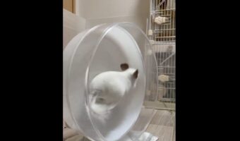 チンチラがぴょんぴょん!跳ねて回し車をグルグルさせる姿がかわいすぎる!!