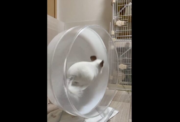 チンチラがぴょんぴょん！跳ねて回し車をグルグルさせる姿がかわいすぎる！！