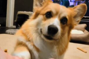 かわいすぎるコーギーのお手！おててが届かなくても何事もなかったように・・