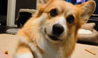 かわいすぎるコーギーのお手！おててが届かなくても何事もなかったように・・