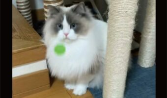 跳ねるボールの動きをじっと追い・・ナイスキャッチ!ラグドールの腕前に「おてての使い方もすごくかわいい」「お見事!」