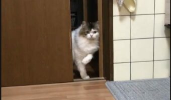自分で戸を開けるも、入ってくるのを一瞬ためらう猫がかわいすぎる!「何かを見てしまったのかにゃ」
