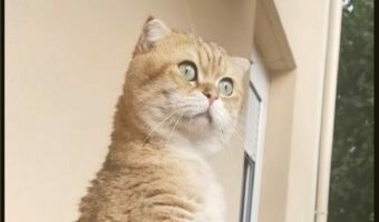 何を見つけたのかな？後ろ足で立ち上がったスコティッシュフォールドが目を大きく見開いてる！！【海外・動画】