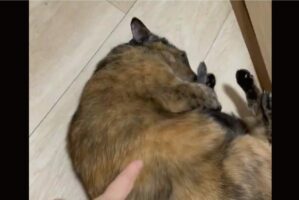 毛づくろいしているサビ猫を突いたら・・そのリアクションに「最後のキメ顔とキメポーズが最高すぎる」「やる気スイッチ押した？」