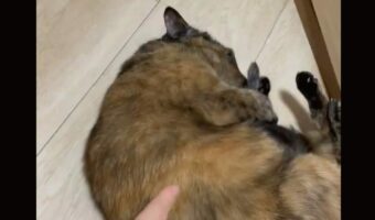 毛づくろいしているサビ猫を突いたら・・そのリアクションに「最後のキメ顔とキメポーズが最高すぎる」「やる気スイッチ押した?」