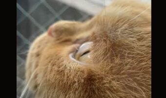 はらりはらりと降る雪を眺める猫。その横顔に「この角度が最高にかわいい」「目がガラスみたいでキレイ」