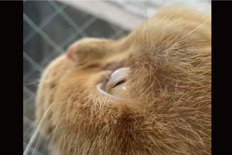 はらりはらりと降る雪を眺める猫。その横顔に「この角度が最高にかわいい」「目がガラスみたいでキレイ」