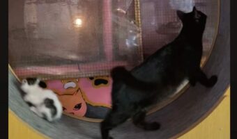 子猫がまさかの1回転!?キャットホイールで遊び始めた猫の後ろにいた子猫にまさかのハプニング!!【海外・動画】