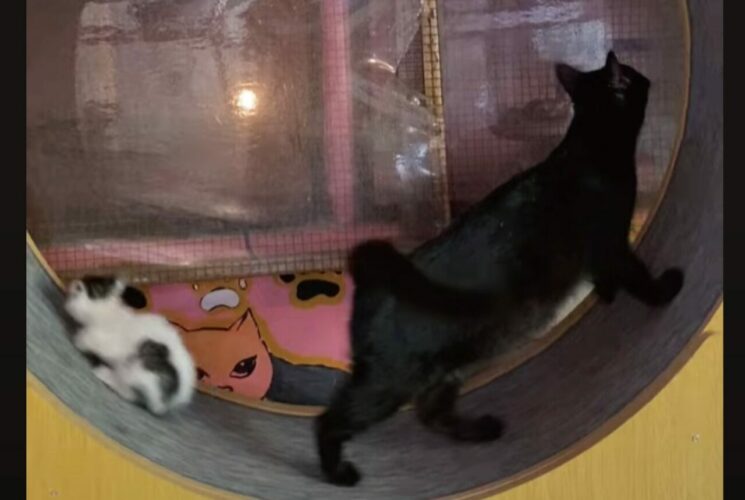 子猫がまさかの1回転！？キャットホイールで遊び始めた猫の後ろにいた子猫にまさかのハプニング！！【海外・動画】