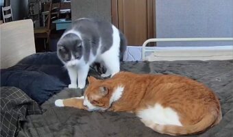 腕枕をしてもらおうと甘える猫。お兄ちゃんが大好きな事が伝わってくるワンシーンが話題に!!