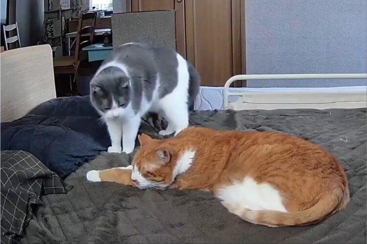 腕枕をしてもらおうと甘える猫。お兄ちゃんが大好きな事が伝わってくるワンシーンが話題に！！