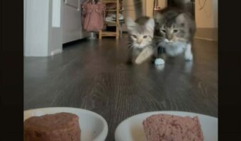 ASMRにもどうぞ!ダッシュしてきて食事を始めた猫たち。食べっぷりが実にいい!!【アメリカ・動画】