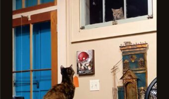 窓越しに見つめ合っていた猫と猫。外にいた子の姿が見えなくなった時、愛猫は・・